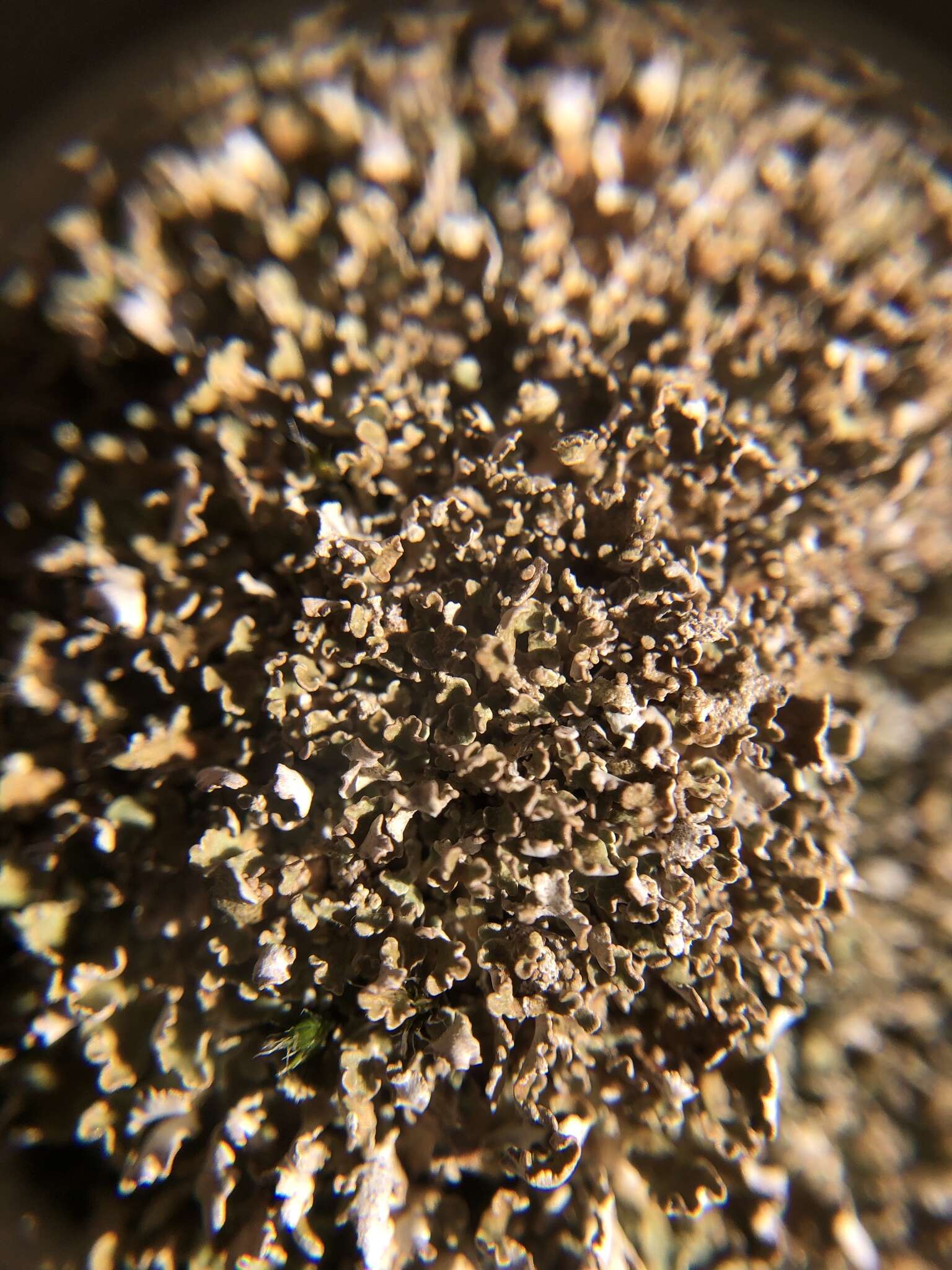 Image of cup lichen