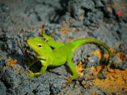 Anolis parvauritus (Williams 1966)的圖片