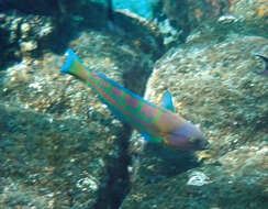 Image of Christmas wrasse