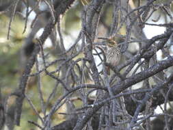 Image of Cassin's Finch