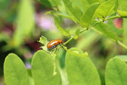 صورة Anomoea flavokansiensis Moldenke 1970