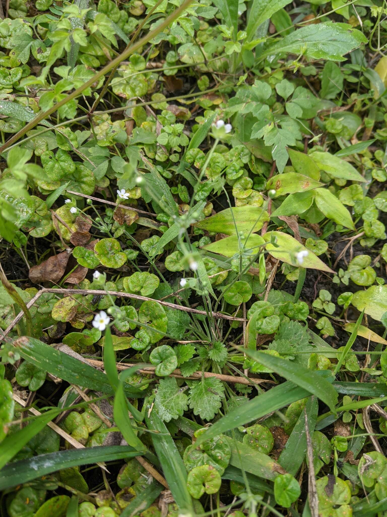 Image of Androsace umbellata (Lour.) Merr.