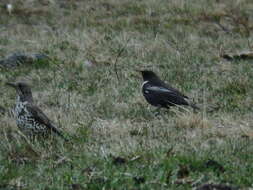 Image of Ring Ouzel