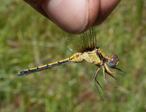 Image of Dark-shouldered Skimmer