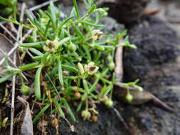 Plancia ëd Spergularia tasmanica (Kindb.) L. G. Adams