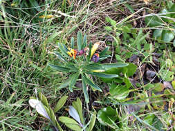 Image of Aegean wallflower