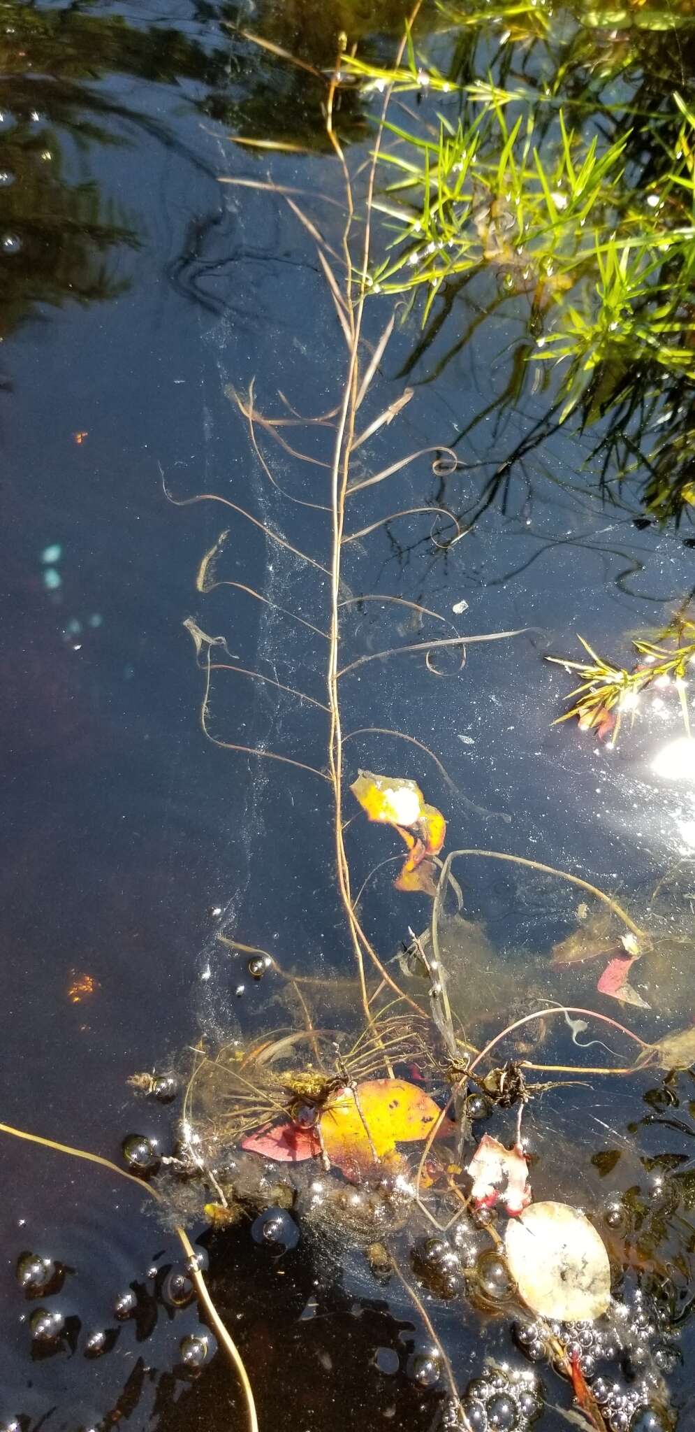 Image of Robbins' pondweed