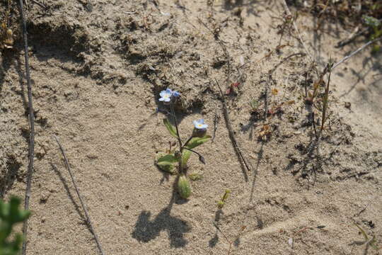 Myosotis heteropoda Trautv. resmi