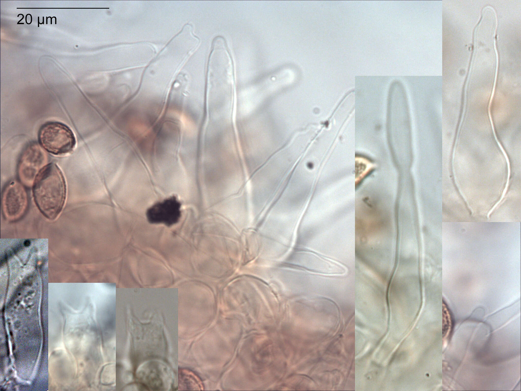Image of Galerina oreophila A. E. Wood 2001