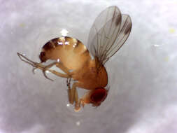 Image of Cherry drosophila