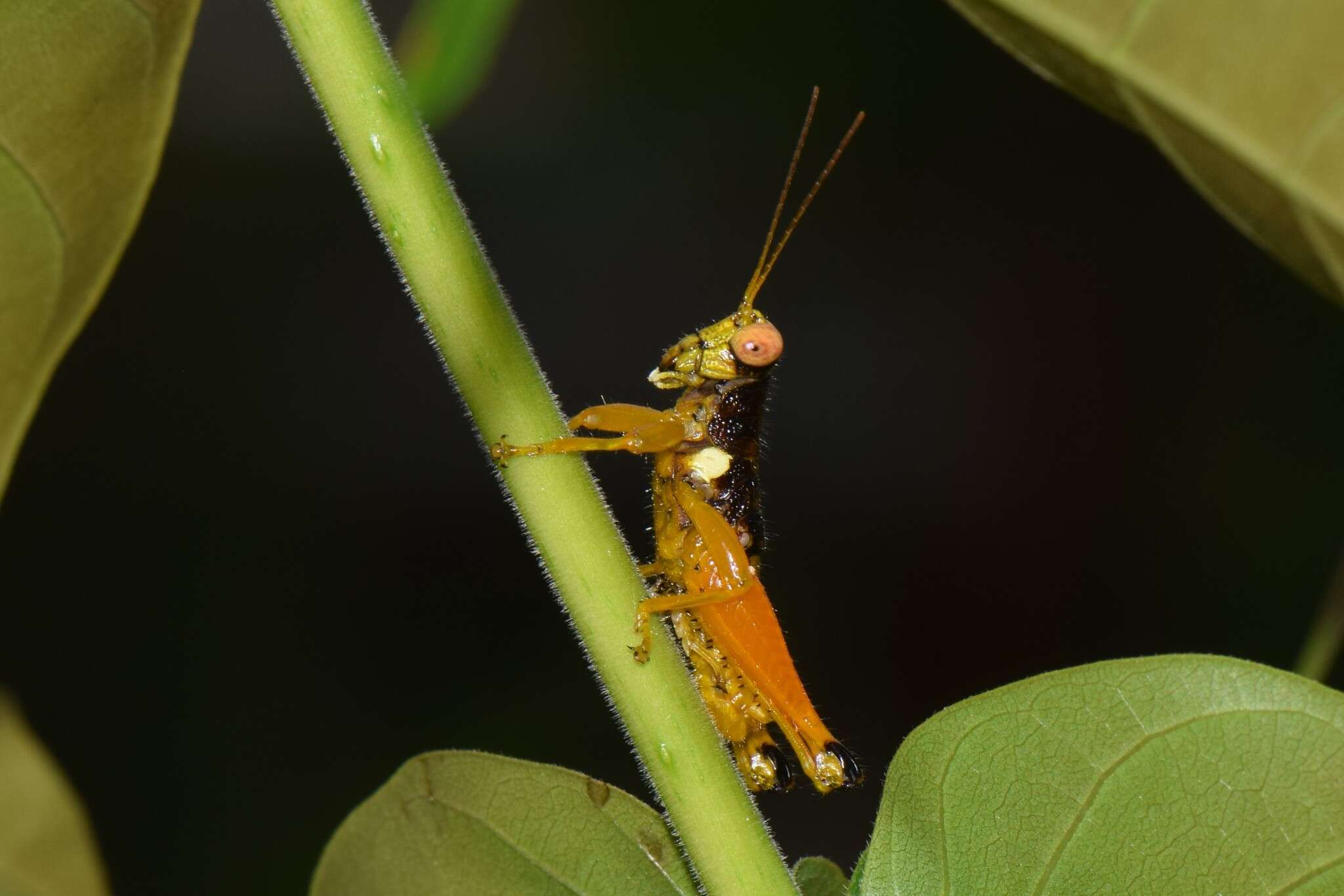 Image of Psiloscirtus apterus (Scudder & S. H. 1875)