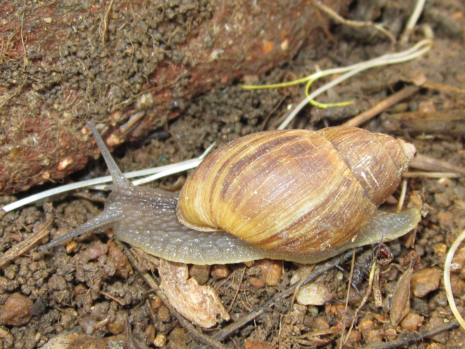 Image of Plectostylus chilensis