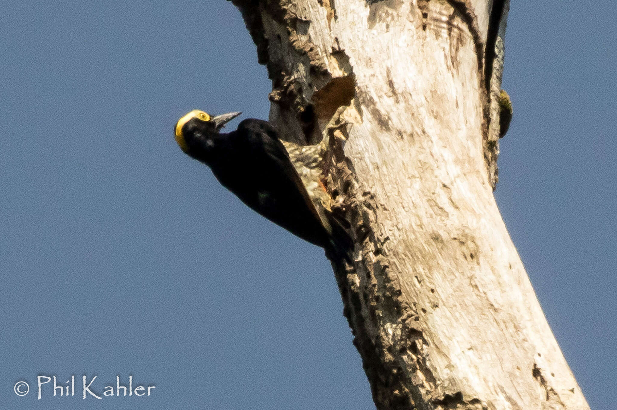 Image of Tellow-tufted Woodpecker