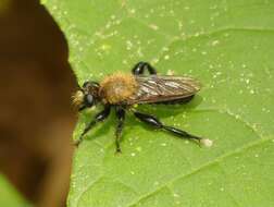 صورة Laphria flavicollis Say 1824