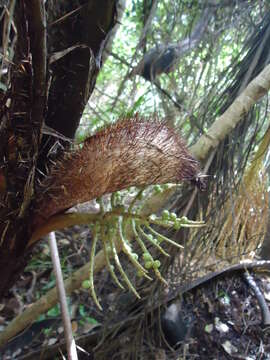 Image of Bactris setosa Mart.