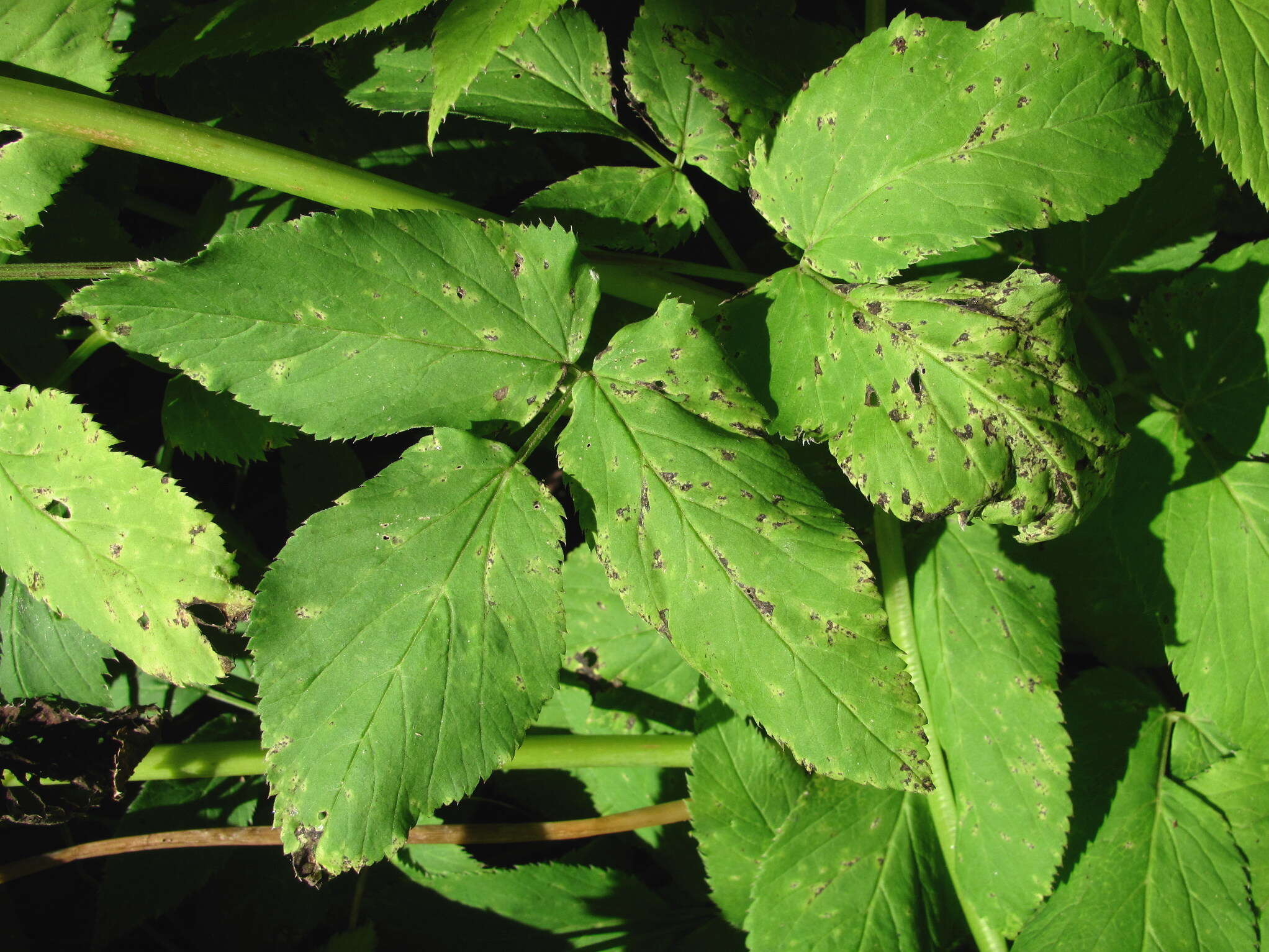 Image of Septoria aegopodii Desm.