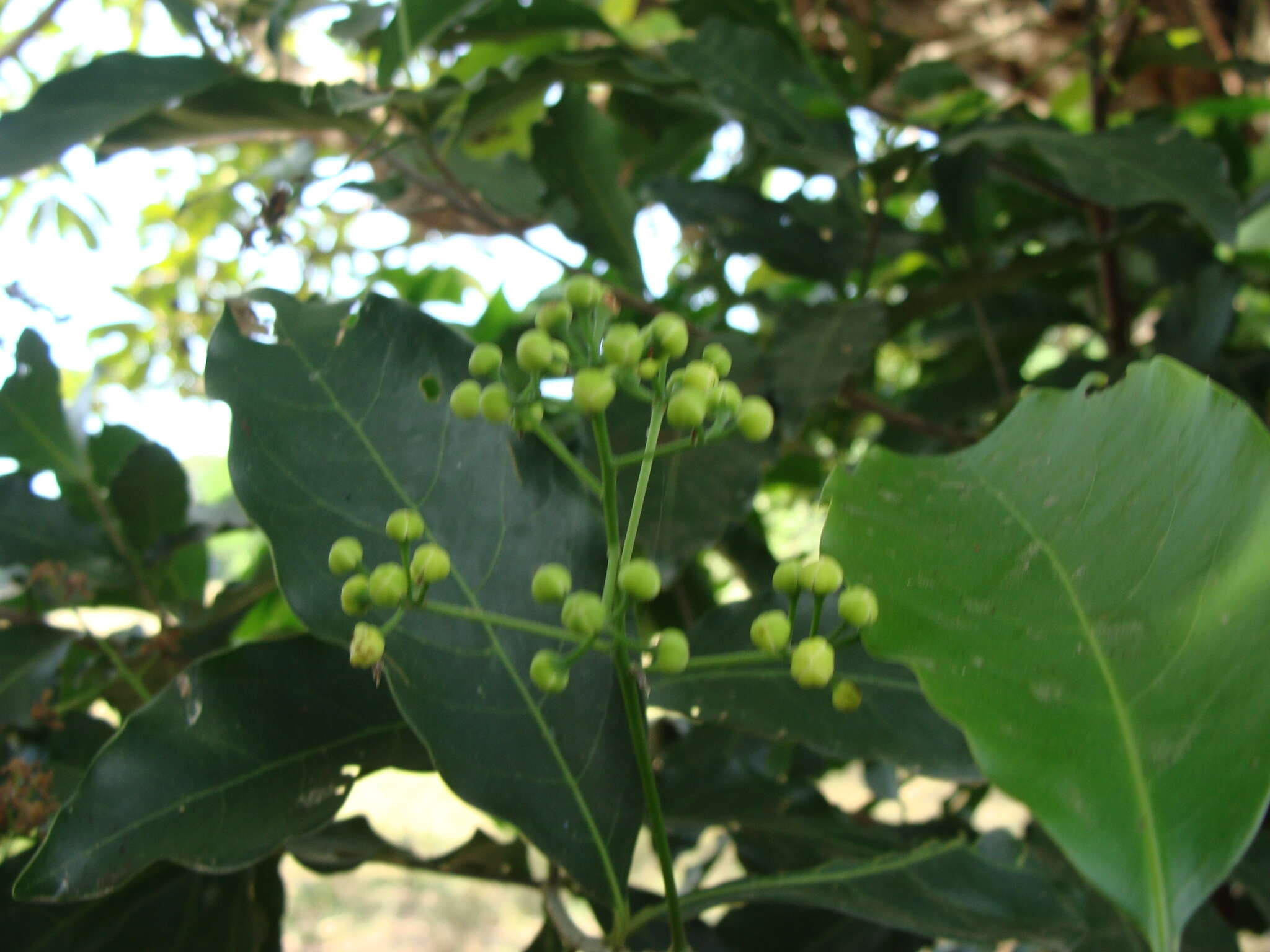 Imagem de Mespilodaphne veraguensis