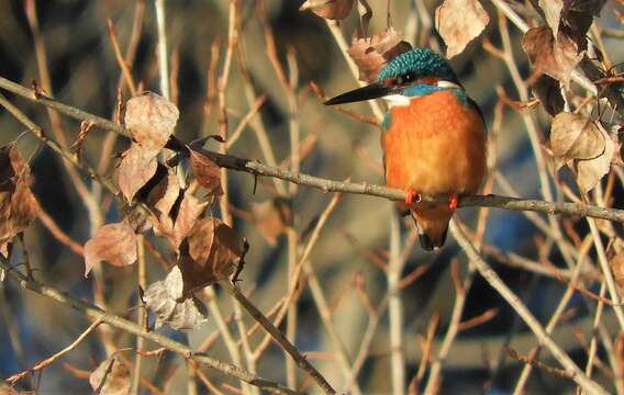 Image of Alcedo atthis ispida Linnaeus 1758