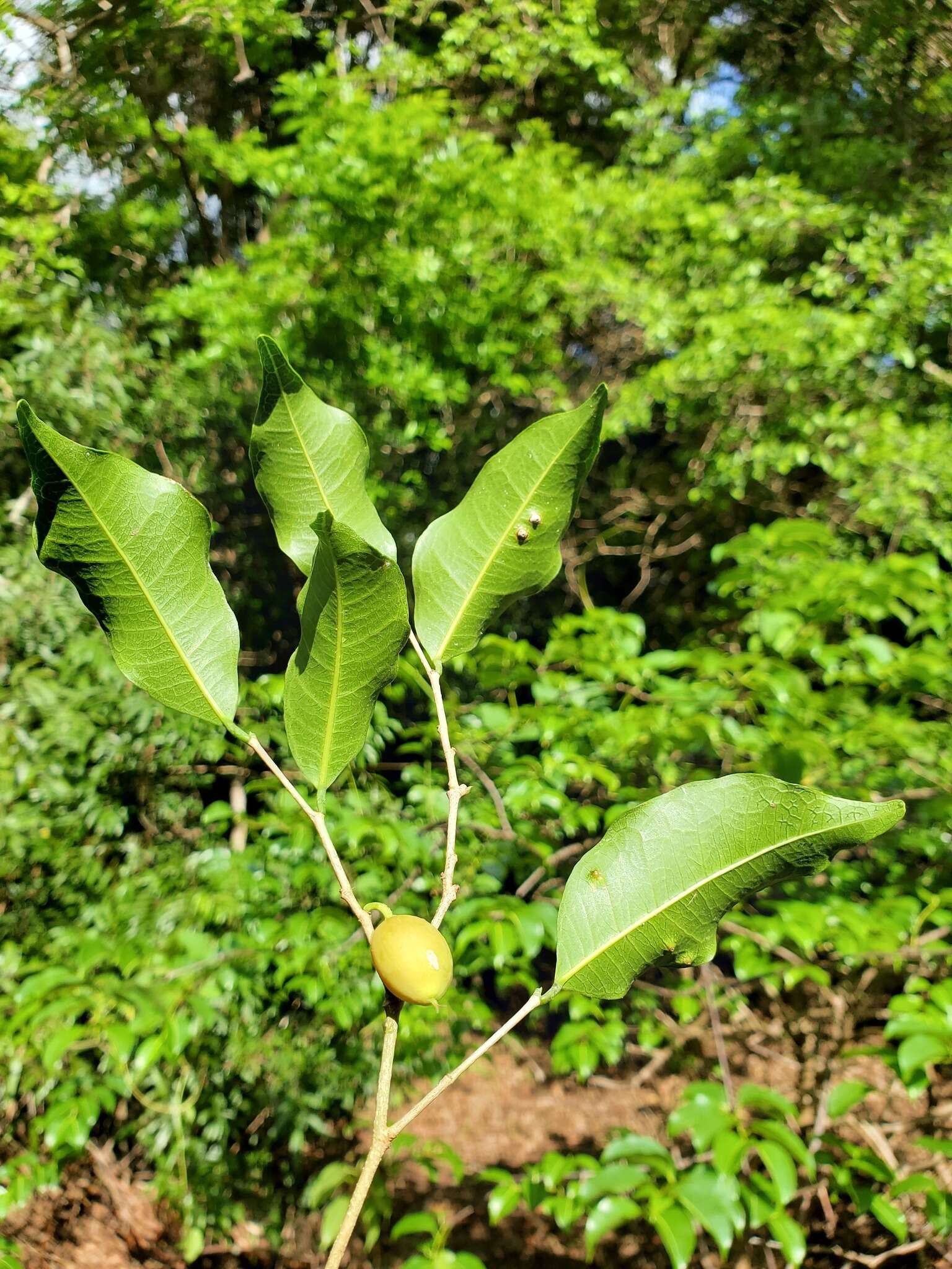 Слика од Streblus dimepate (Bur.) C. C. Berg