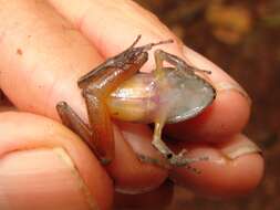 Image of Izabal robber frog