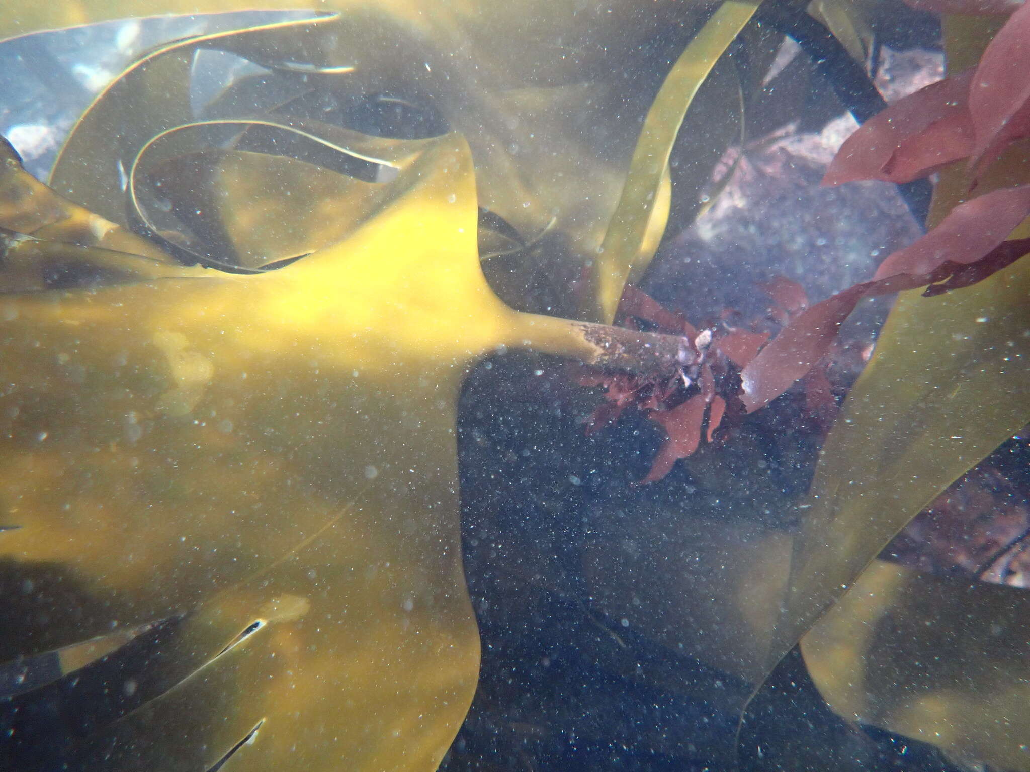 Image of Laminaria hyperborea