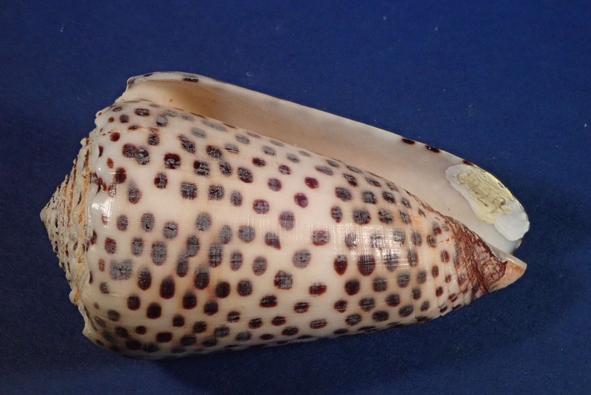 Image of Flea Cone