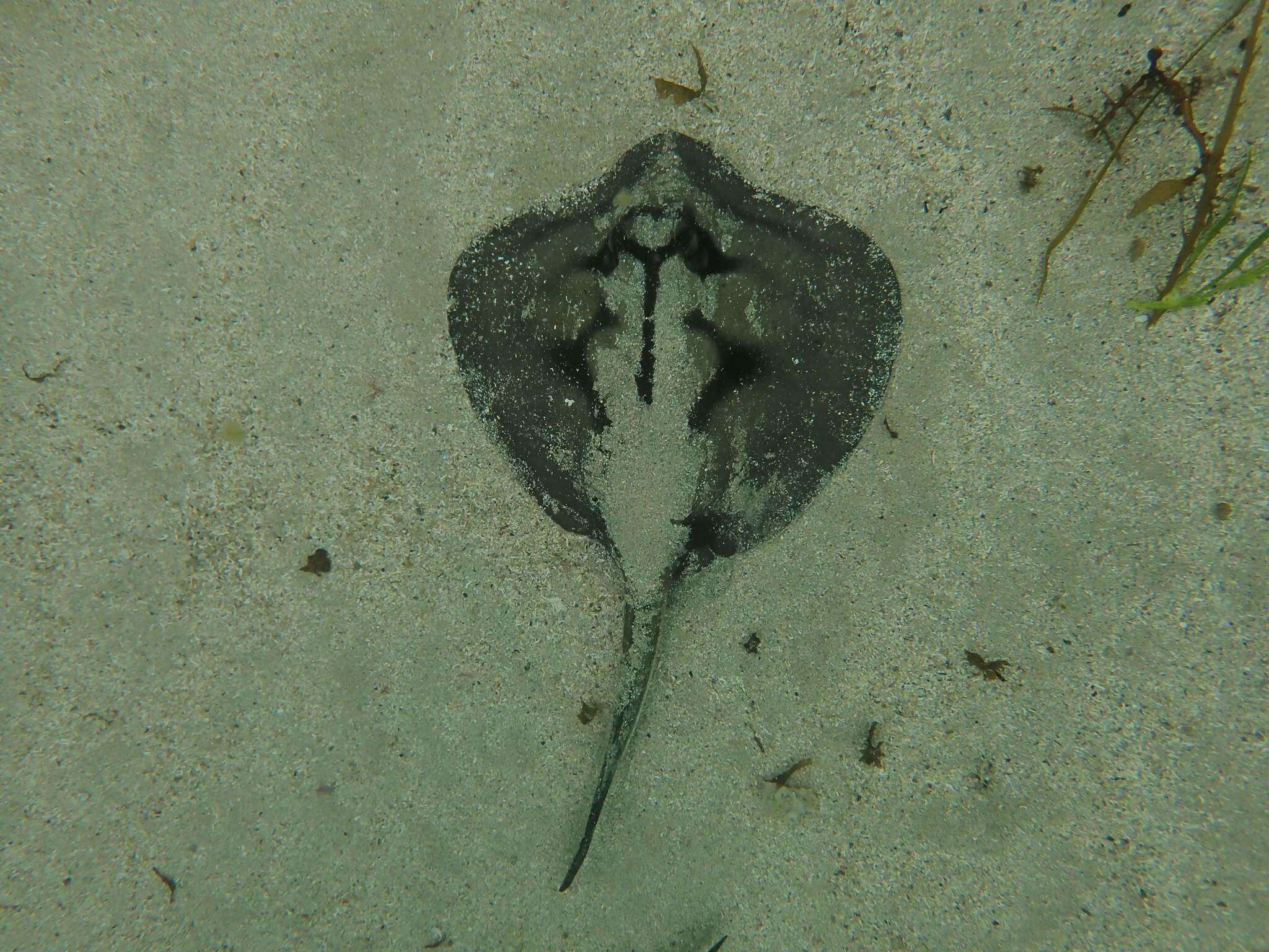 Image of Kapala Stingaree