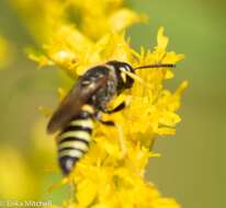 Imagem de Philanthus solivagus Say 1837