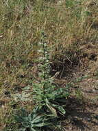 Image of Echium italicum subsp. italicum