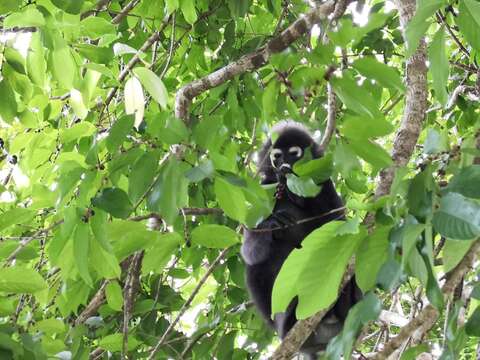 Image of Dusky Langur