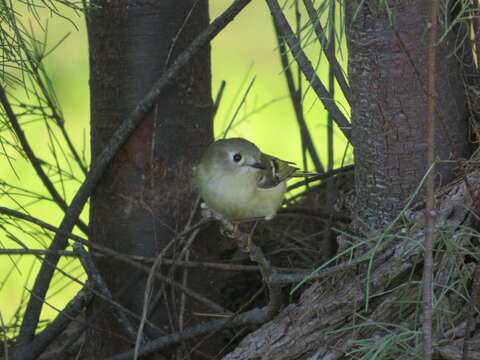 Image of goldcrests and kinglets