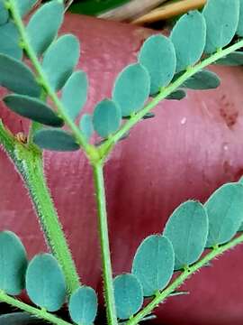 Desmanthus reticulatus Benth. resmi