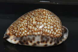 Image of harlequin cowrie