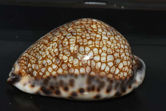 Image of harlequin cowrie