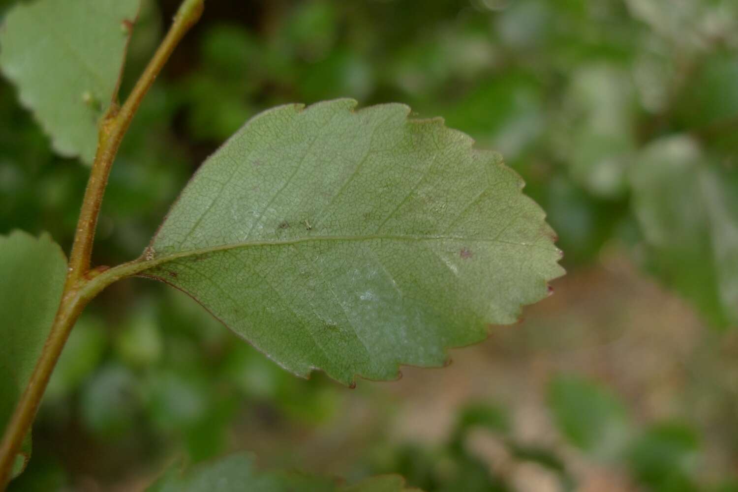 Image of Nothofagus truncata (Colenso) Cockayne