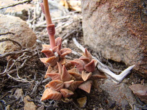 Image of Anacampseros telephiastrum DC.