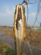 Image of Cynanchum rostellatum (Turcz.) Liede & Khanum