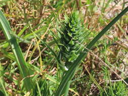 Image of Albuca longifolia Baker