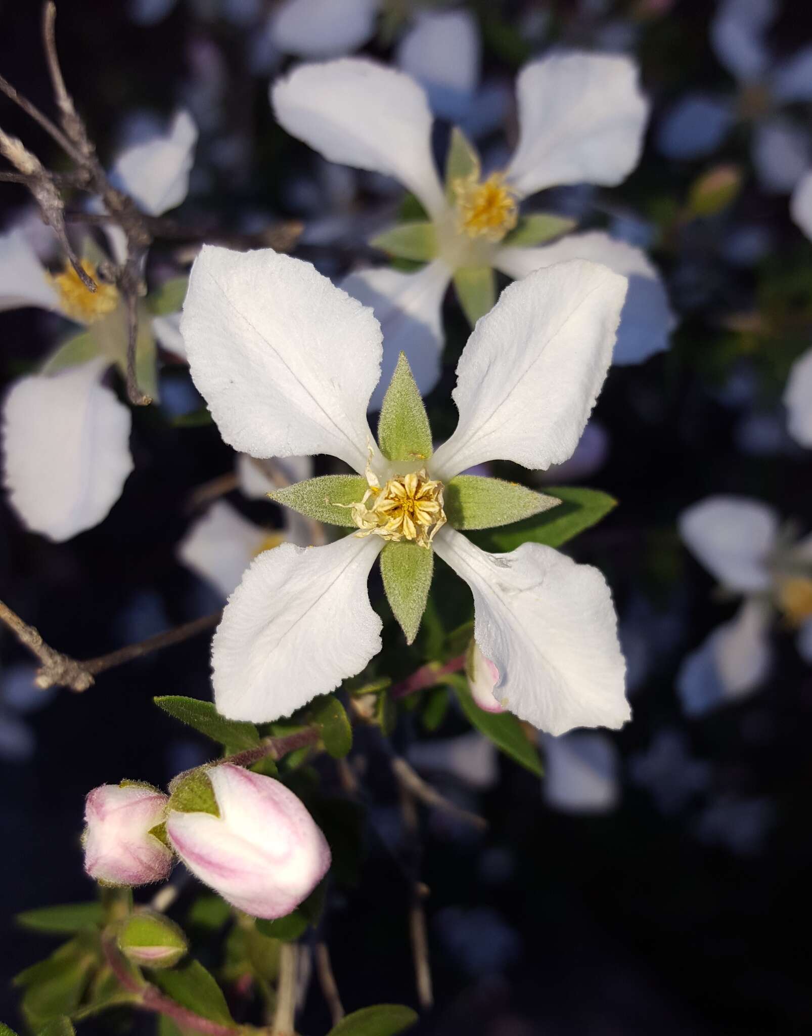 Plancia ëd Fendlera