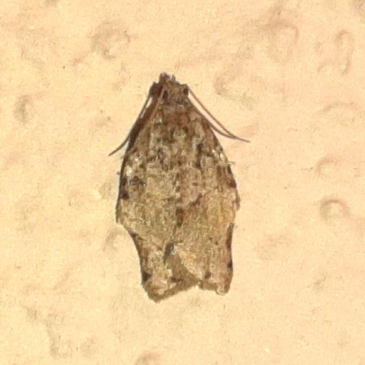 Image of Clepsis abscisana