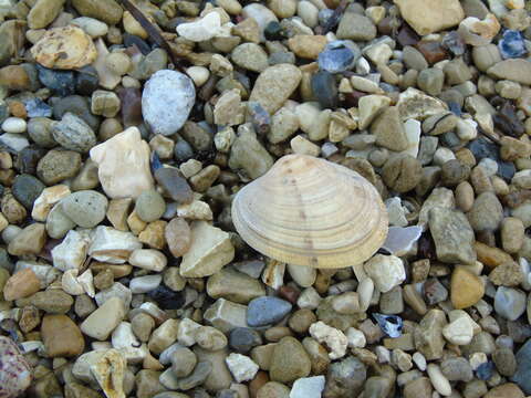 Image of Grooved carpet shell