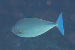 Image de Naso caeruleacauda Randall 1994