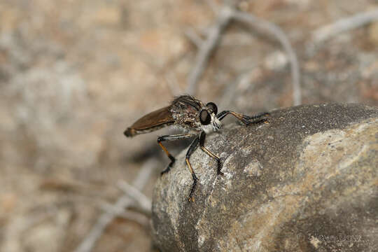 Image of Mauropteron farinum Daniels 1987