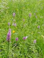 Image de Dactylorhiza sibirica Efimov