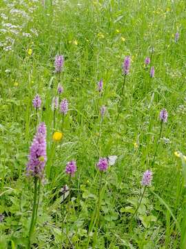 Image of Dactylorhiza sibirica Efimov