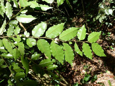 Image of Carpolobia alba G. Don