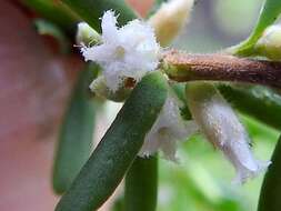 Image of Leucopogon margarodes R. Br.