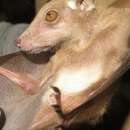 Image of Buettikofer's Epauletted Fruit Bat