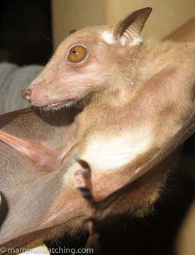 Image of Buettikofer's Epauletted Fruit Bat