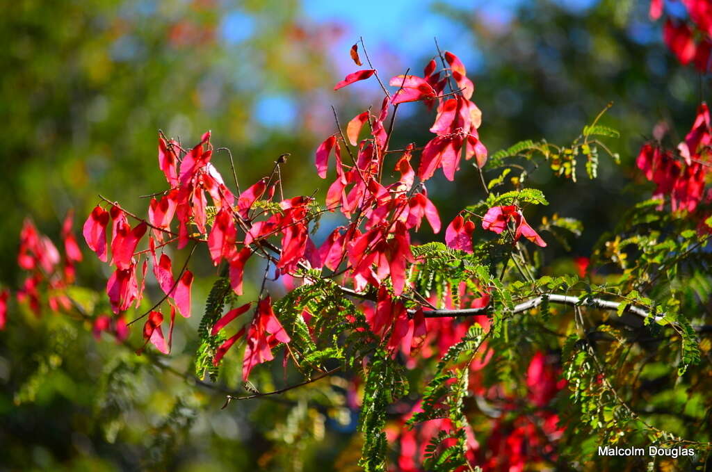 Image of Redwing